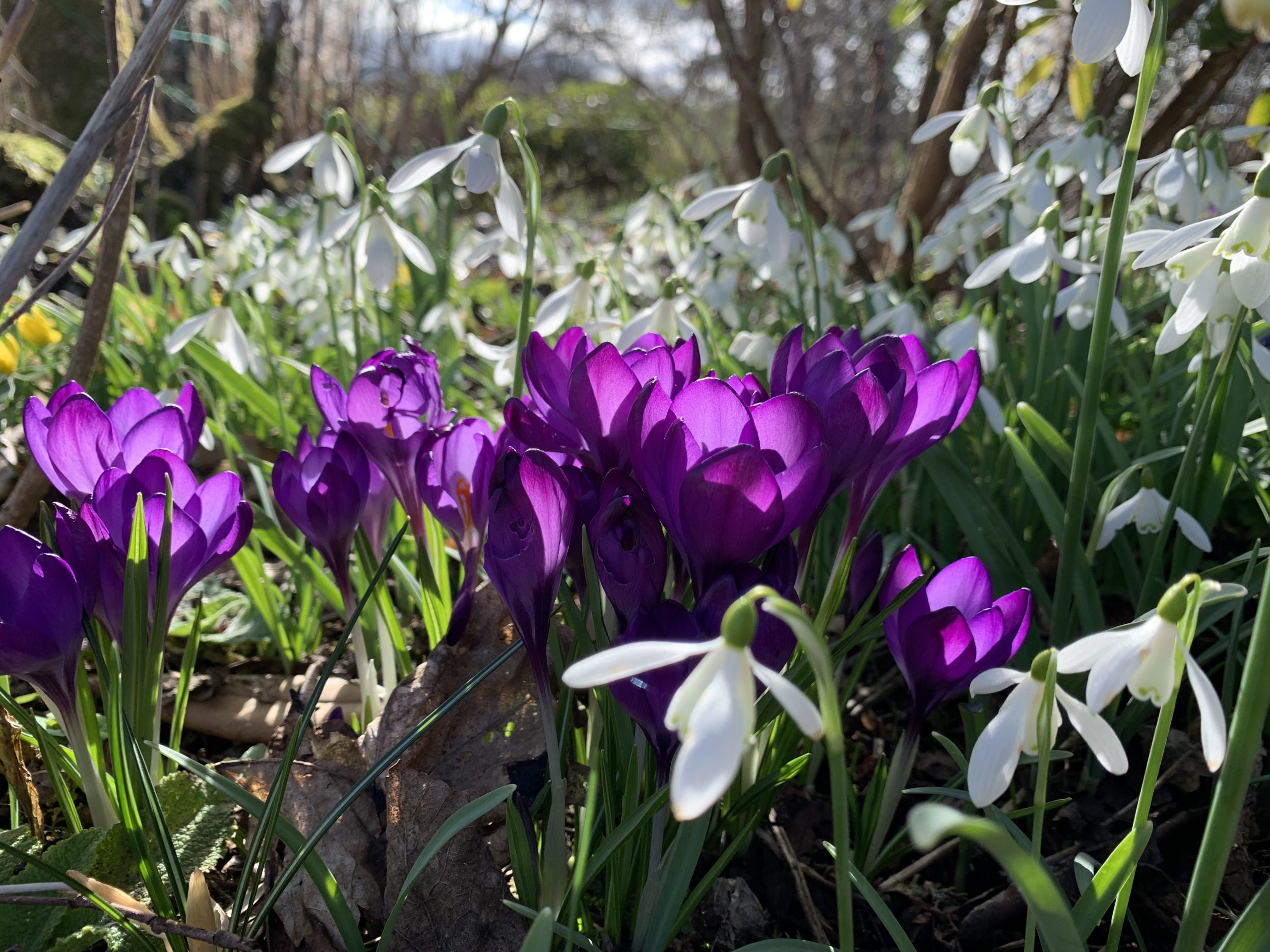 Spring – albeit a chilly one!